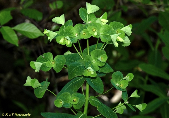 {Euphorbia purpurea